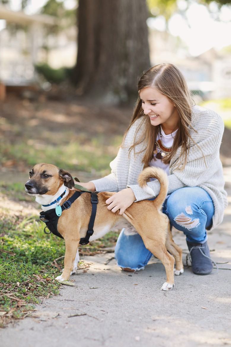 cabarrus pets society